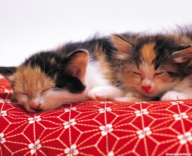 عکس بچه گربه های خوابیده - مسترگراف