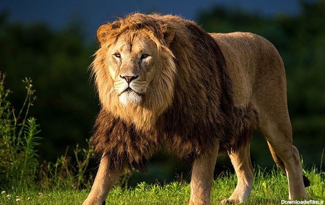 تصاویر بسیار جالب و دیدنی از شیرهای زیبا و قدرتمند در طبیعت