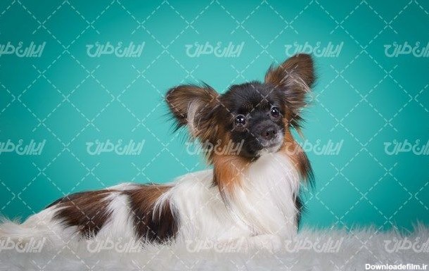 تصویر با کیفیت سگ زیبای فانتزی به همراه حیوان خانگی - ایران طرح