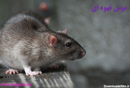 موش نروژی در انواع موش