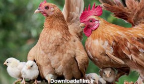 نشانه های کمبود ویتامین در مرغ و خروس - چیکن هچ