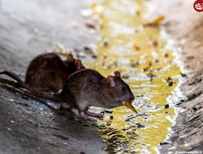 ویدیو) پرسه زدن ترسناک گله موش‌ها در خیابان لاکرونیا اسپانیا