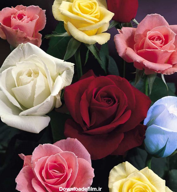 عکس گل رز برای صفحه گوشی