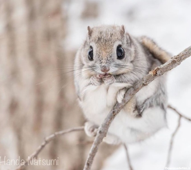 Spectacular pictures of the Japanese pygmy flying squirrel