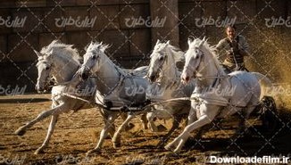 تصویر با کیفیت اسب های گاری همراه با اسب های سفید زیبا