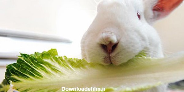 غذای خرگوش خانگی چیست + غذا‌های ممنوعه برای خرگوش | ستاره