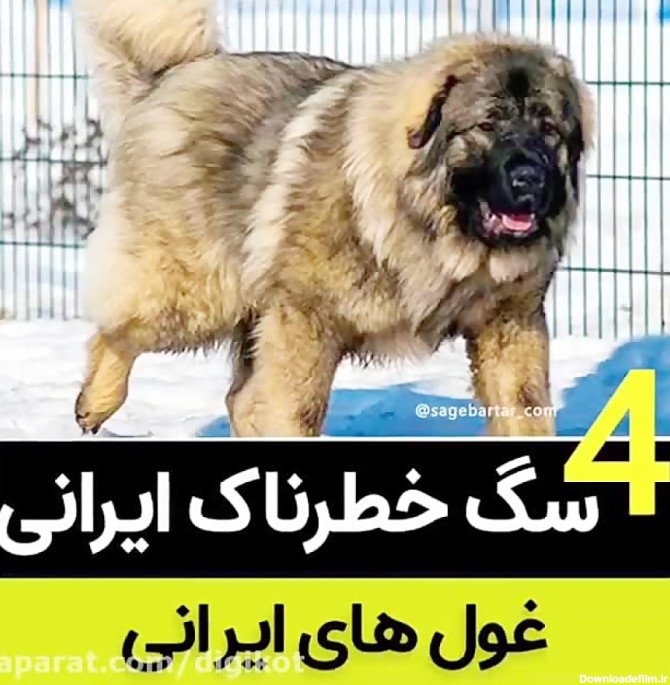 معرفی 4 سگ غول پیکر و خطرناک ایرانی