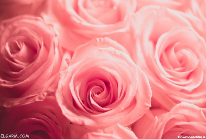 85 عکس گل رز با رنگ های زیبا و خاص