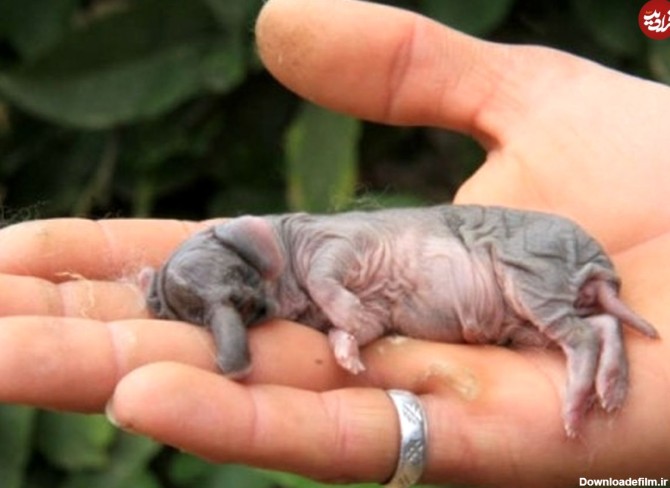 عکس) تولد بچه خرگوشی با صورت شبیه فیل