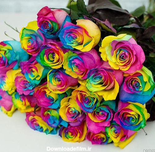 عکس گل های زیبا رنگی