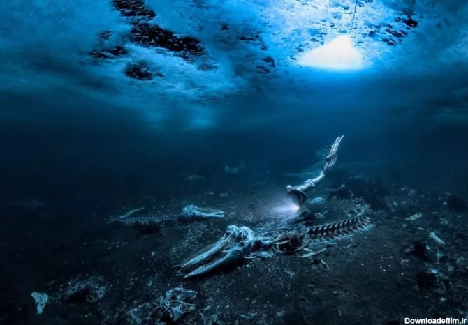 عکس/ برنده مسابقه عکاسی زیر آب ۲۰۲۴؛ تصویر هولناک اسکلت یک وال