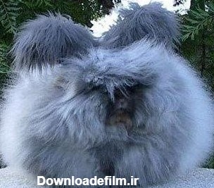 عجیب‌ترین خرگوش دنیا + عکس