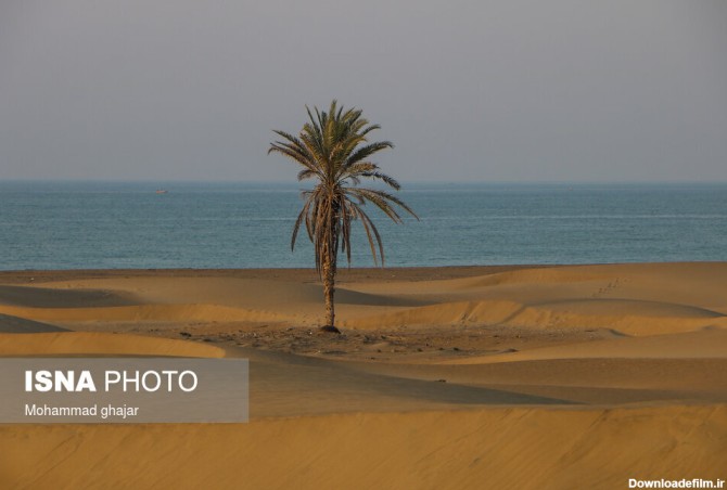 تصویر تاسف‌بار از قطع شدن تک درخت ساحل دَرَک/ عکس - خبرآنلاین