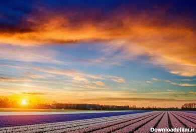 دانلود عکس مزرعه سنبل در غروب آفتاب هلند