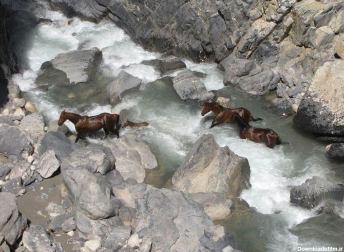 عکس: اسب‌های وحشی و آزاد در طبیعت لرستان