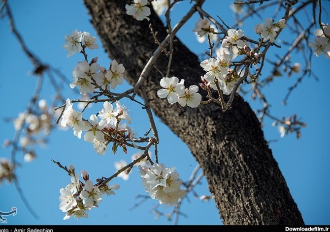 بوی بهار در روستای حصار - فارس- عکس خبری تسنیم | Tasnim