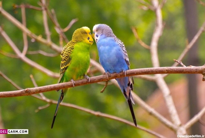 50 عکس خاص و دیدنی از مرغ عشق های رنگارنگ