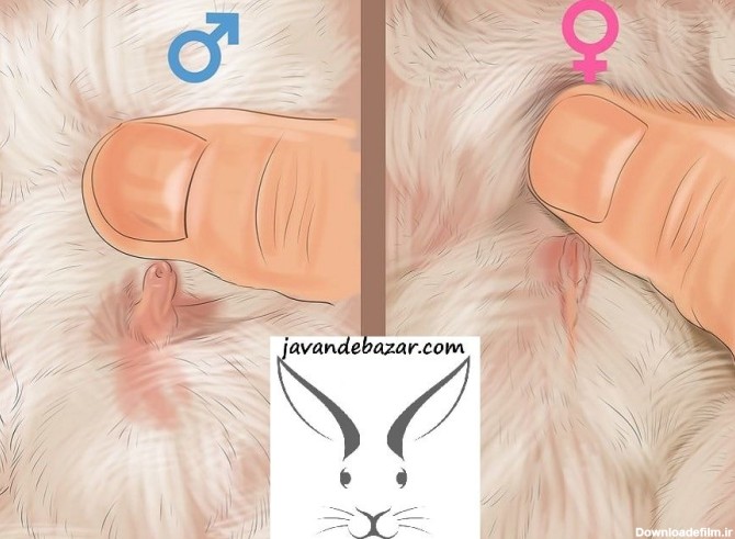 تعیین جنسیت خرگوش - خرگوش نر بخریم یا ماده - تشخیص جنسیت خرگوش
