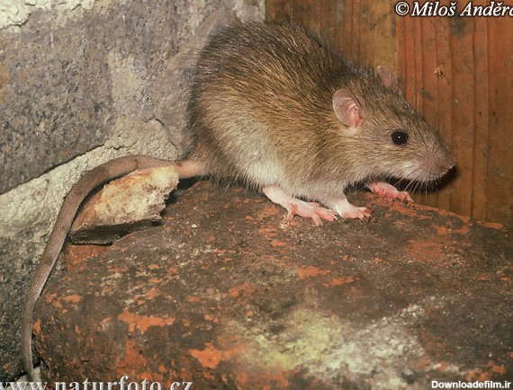 موش صحرایی قهوه‌ای عکس، تصاویر