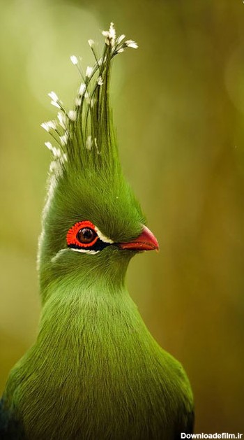عکس های زیبا از حیوانات و پرندگان