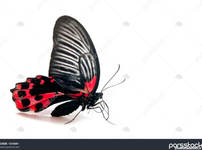 پروانه قرمز و سیاه جدا شده در پس زمینه سفید 1214581
