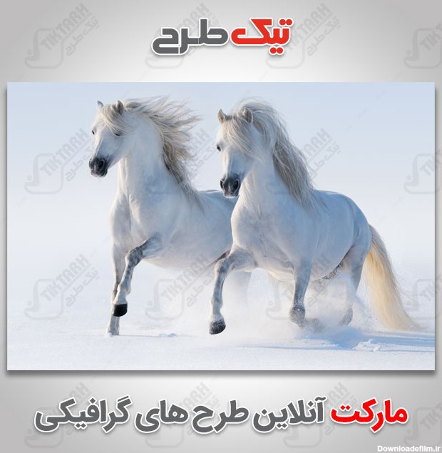 عکس با کیفیت اسب های سفید در برف