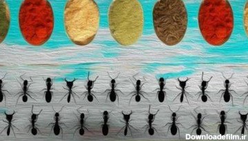  فراری دادن مورچه ها