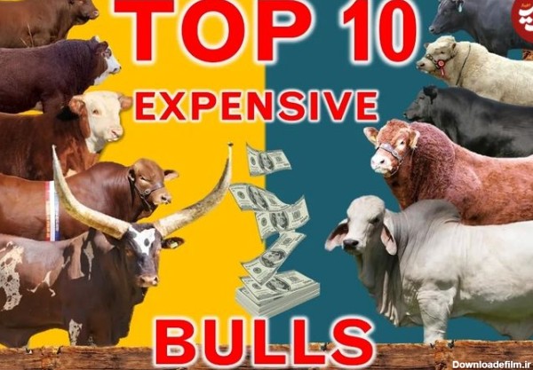(ویدئو) 10 گاو نر گران قیمت جهان که در حراجی فروخته شدند؛ گاو 75 میلیارد تومانی در صدر