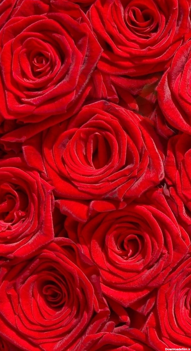 مجموعه تصویر زمینه گل قرمز رنگ جذاب | فریپیکر