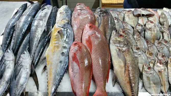 ماهی‌های تازه در بازار ماهی‌فروشان بندر عباس