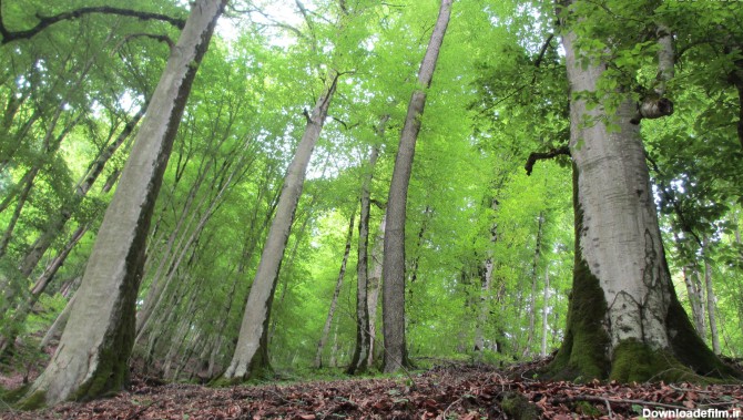 انتقاد سازمان جنگل‌ها از میزان اعتبارات جنگل‌های شمال در ...