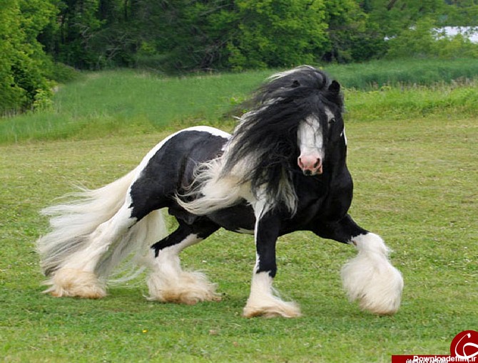 آشنایی با زیباترین اسب های دنیا+عکس