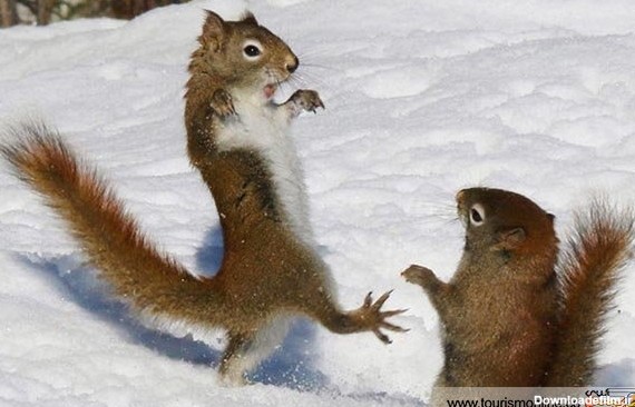 برف بازی سنجاب های شیطان! /عکس - خبرآنلاین