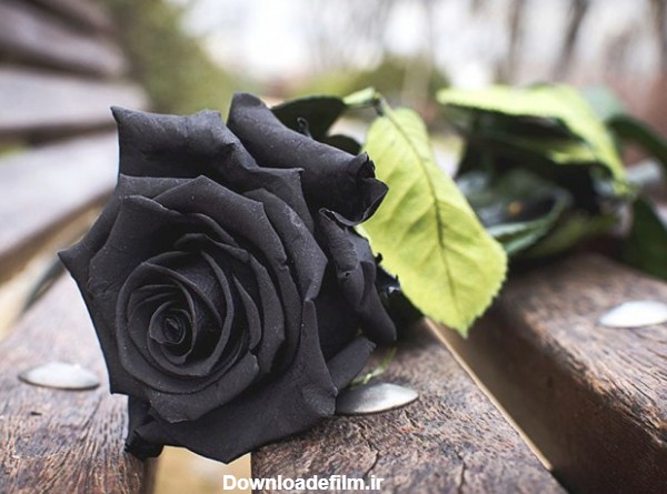 فروشگاه آنلاین گل و گیاه گلیتال | نماد گل رز سیاه