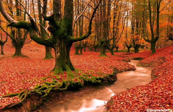 تصویر جنگل پاییزی زیبا - گالری تصاویر نقش