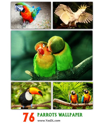 دانلود مجموعه 76 والپیپر طوطی Parrots Wallpaper Pack |‌ یاس ...