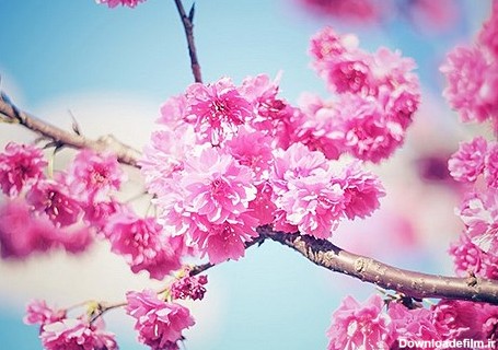 10 عکس زیبا از گل ها و شکوفه های بهاری