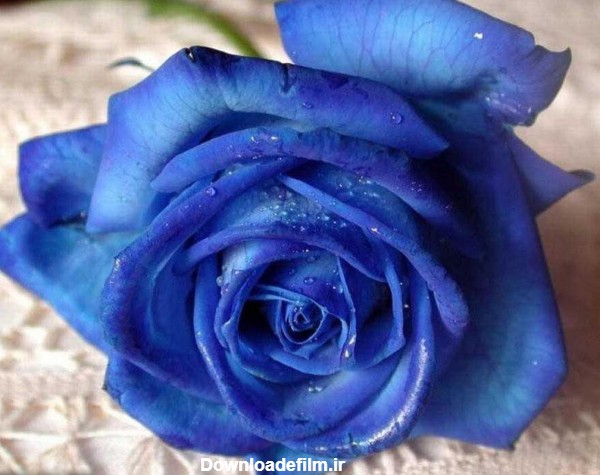 عکس تک شاخه گل رز آبی بسیار زیبا و خوشگل برای پروفایل