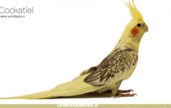 معرفی کامل عروس هلندی یک پرنده زینتی بسیار زیبا | دنیای حیوانات