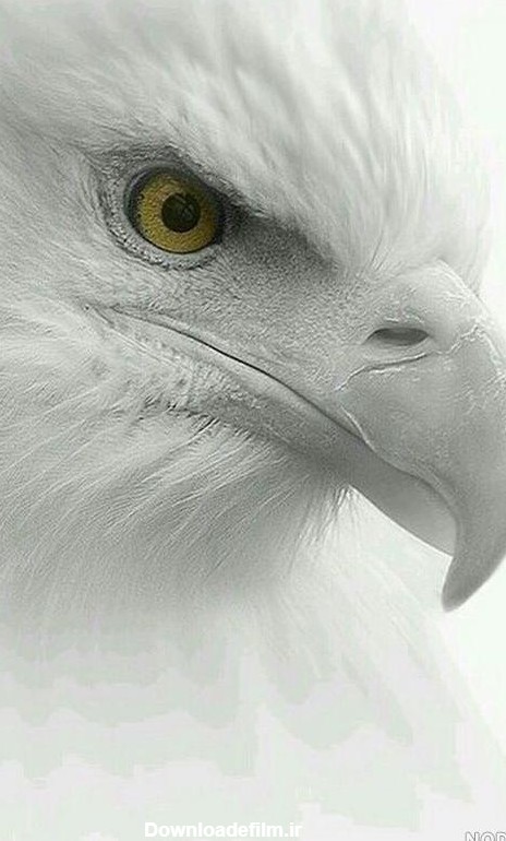 عکس عقاب سفید برای پروفایل - عکس نودی