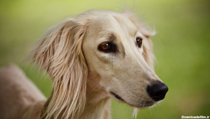 تشخیص نژاد سگ از روی عکس - دهکده حیوانات