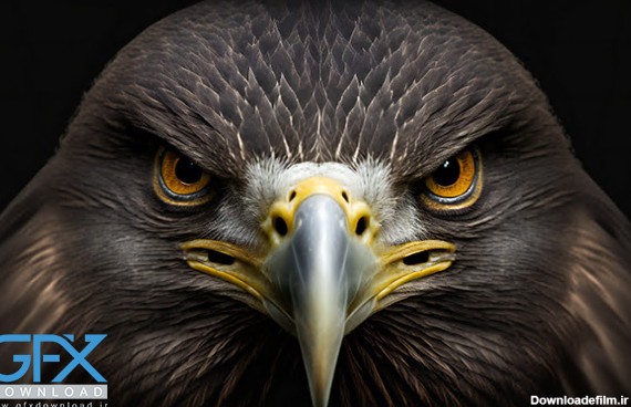 26 عکس عقاب🌟خرید و دانلود بهترین عکس های عقاب با کیفیت