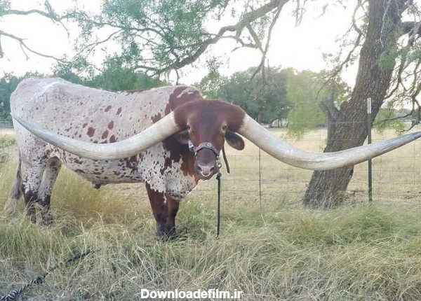 رکوردشکنی عجیب یک گاو در گینس + تصاویر