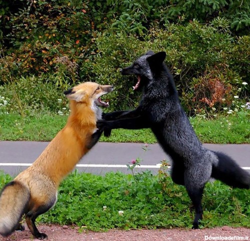 روباه سیاه رو به انقراض - جهان نيوز