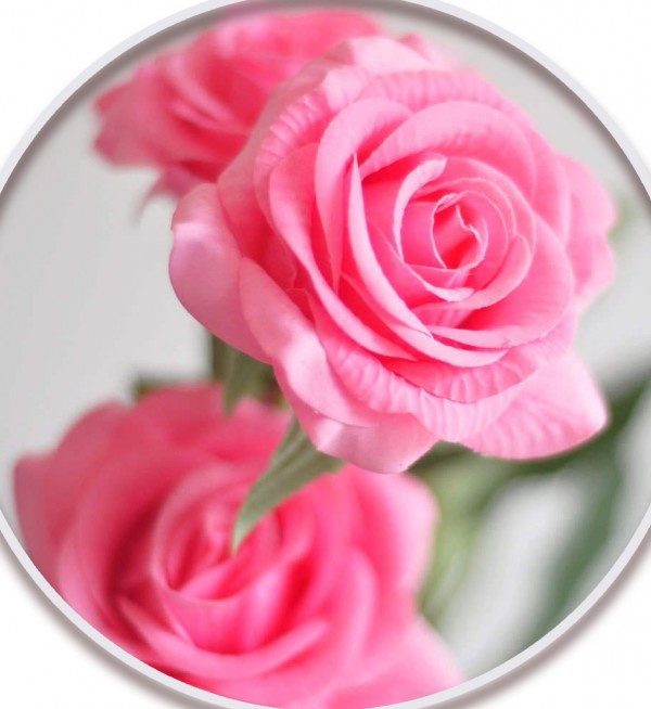 گل محمدی (Damask Rose)در نهالستان میرنیا
