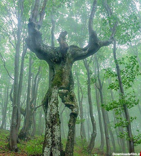 عکس/ عجیب و غریب ترین درخت دنیا