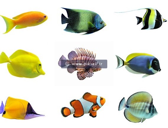 عکس با کیفیت از انواع ماهی های دریایی رنگی زیبا