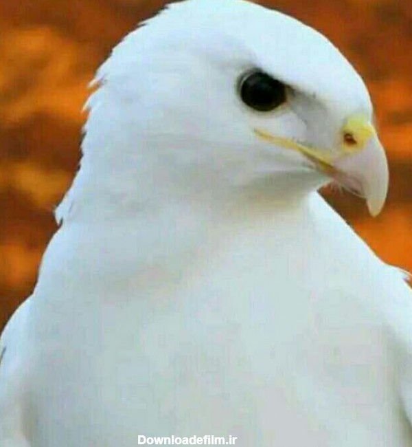 عکس عقاب سفید ایرانی