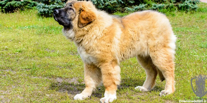 سگ-نژاد-قفقازی-پن پت کی سی ۴