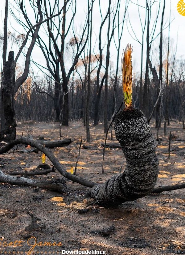 فرارو | تصاویر امیدوارکننده از جنگل‌های در آتش سوخته استرالیا